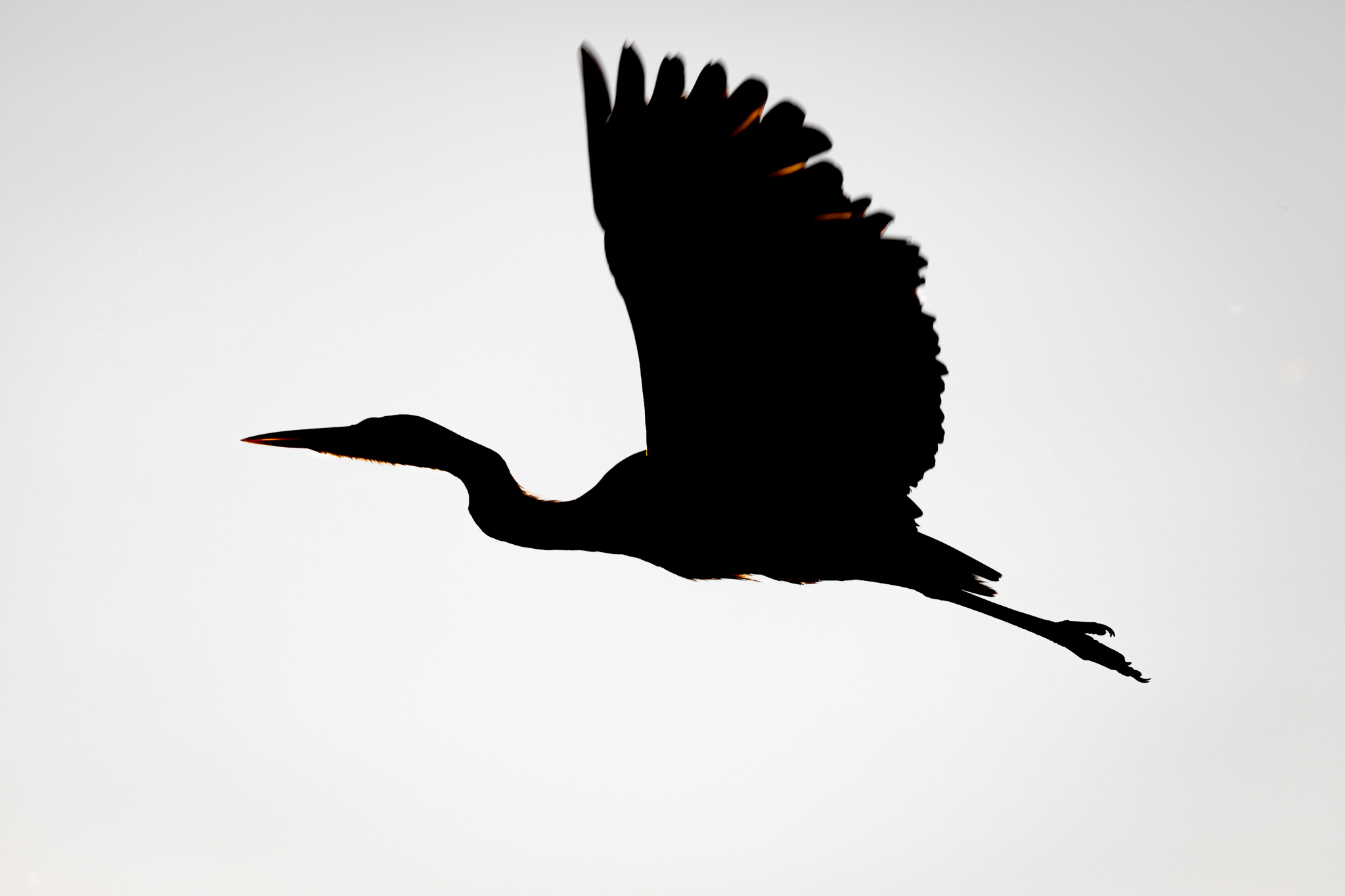 grey heron silhouette sunset